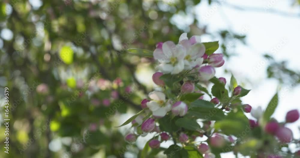 slow motion handheld pan shot of light pink apple tree blossom slow motion handheld pan shot of light pink apple tree blossom