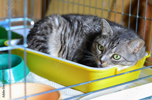 Cat in a cage in a shelter waiting for adoption
