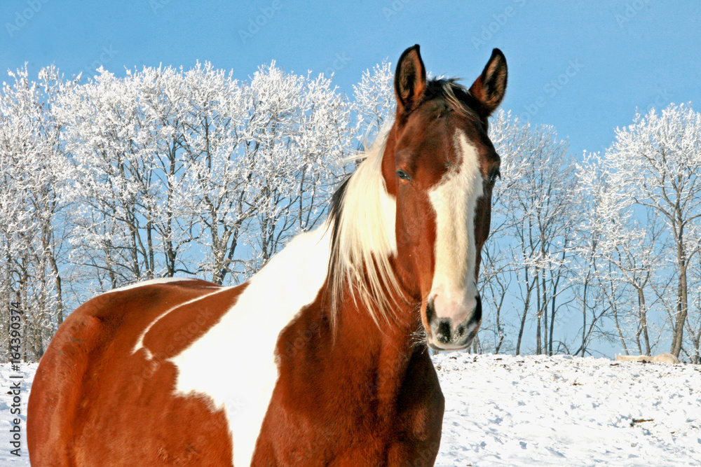 Pferd in der Winterlandschaft Pferd in der Winterlandschaft