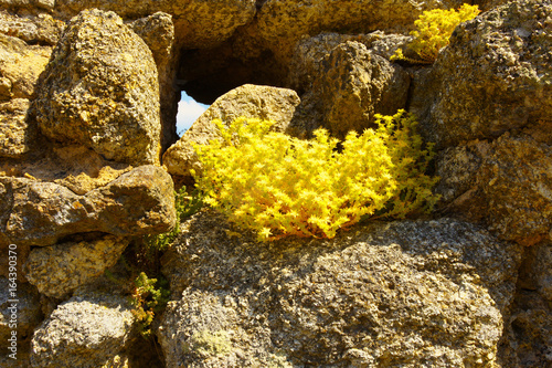 Goldmoss Stonecrop photo