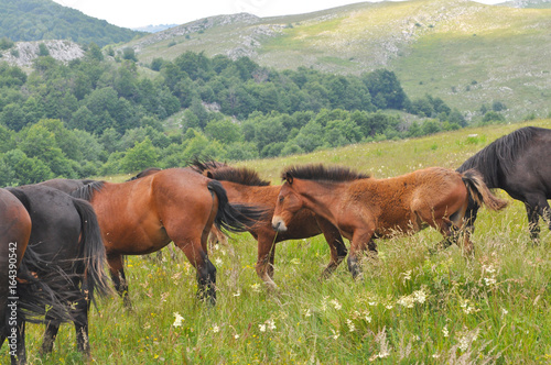 The herd of wild free horses grazing in the meadow in the mountains. Adult horses kept young cute foal outdoor