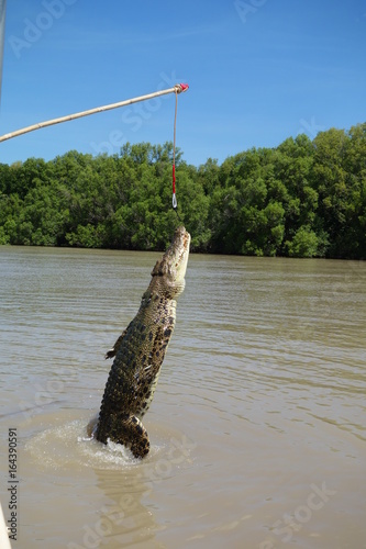 Bilde på lerret Crocodile qui saute / Jumping crocodile