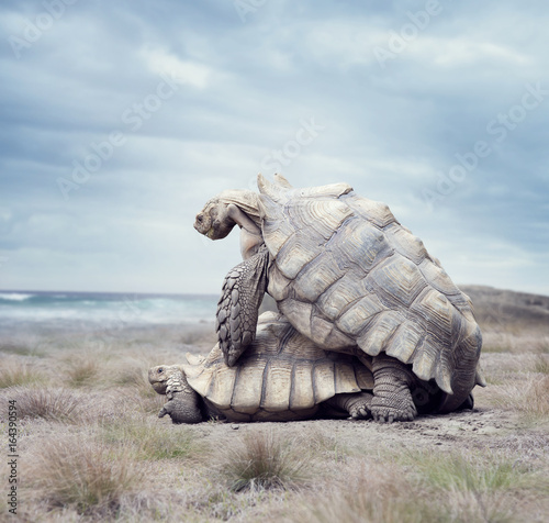 Photography giant Galapagos turtles mating