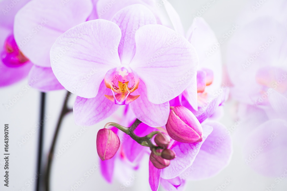 Flowers. Orchids pink. White background Flowers. Orchids pink. White background