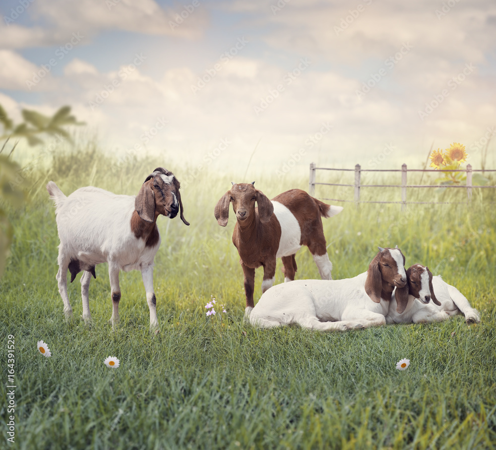 Boer goats mother and babies resting Boer goats mother and babies resting