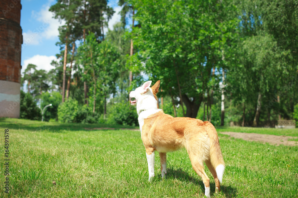 Fototapeta premium cute dog sitting in grass