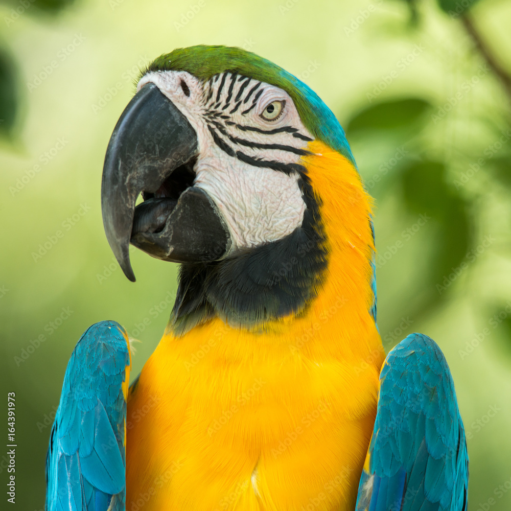 Fototapeta premium Macaw