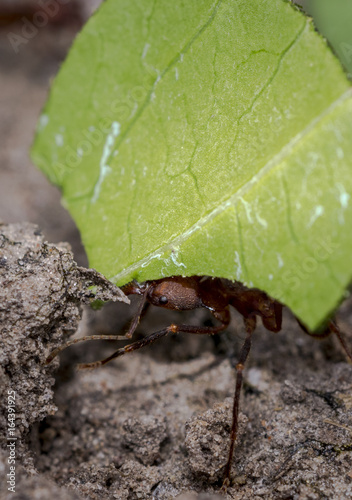 Ant carrying leaf parts to its nest photo