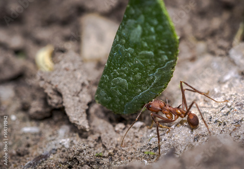 Ant carrying leaf parts to its nest photo