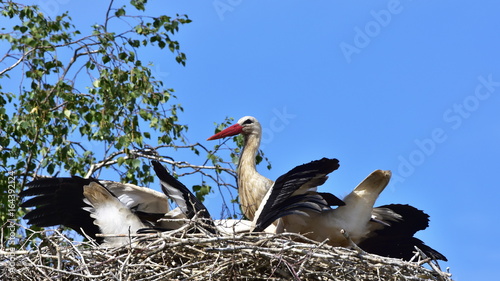 family of white storks in village Biskupice in Czech republic,feeding