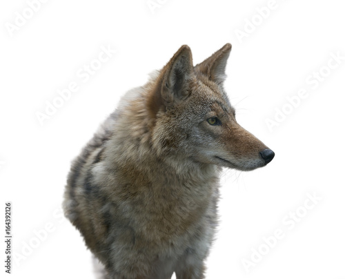 Coyote Portrait , close up