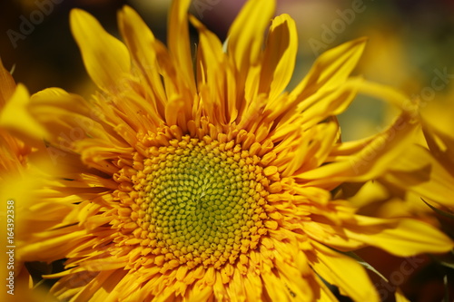 Sunflower for sale at the farmers market  © StockVizions