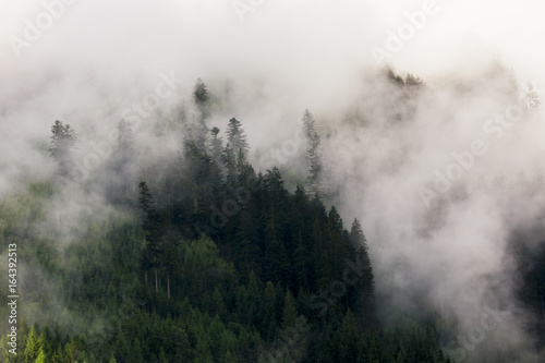 Forest in fog. Evergreen trees in clouds. Mysterious landscape © michalsanca