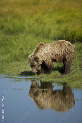 Grizzly Bear (Ursus arctos horribilis) searching for food, Lake Clark NP, Cook Inlet, Alaska