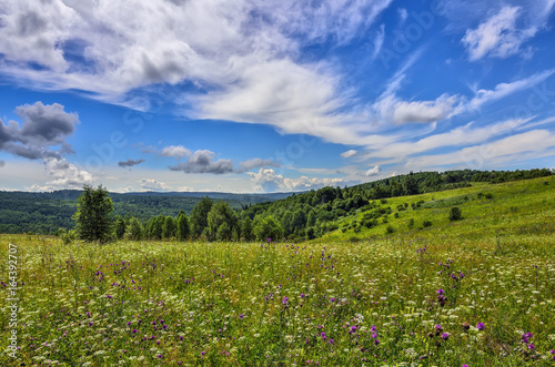 Summer landscape with flowering meadow