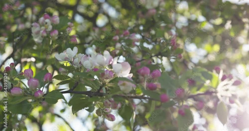 slow motion handheld pan shot of light pink apple tree blossom slow motion handheld pan shot of light pink apple tree blossom