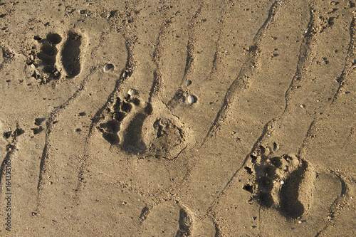 Grizzly Bear (Ursus arctos horribilis) foot print tracks in the sand
