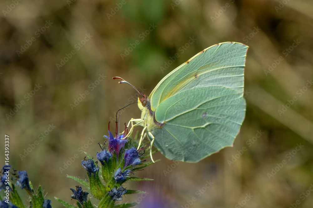 Kleopatrafalter saugt Nektar an einer Blüte Kleopatrafalter saugt Nektar an einer Blüte