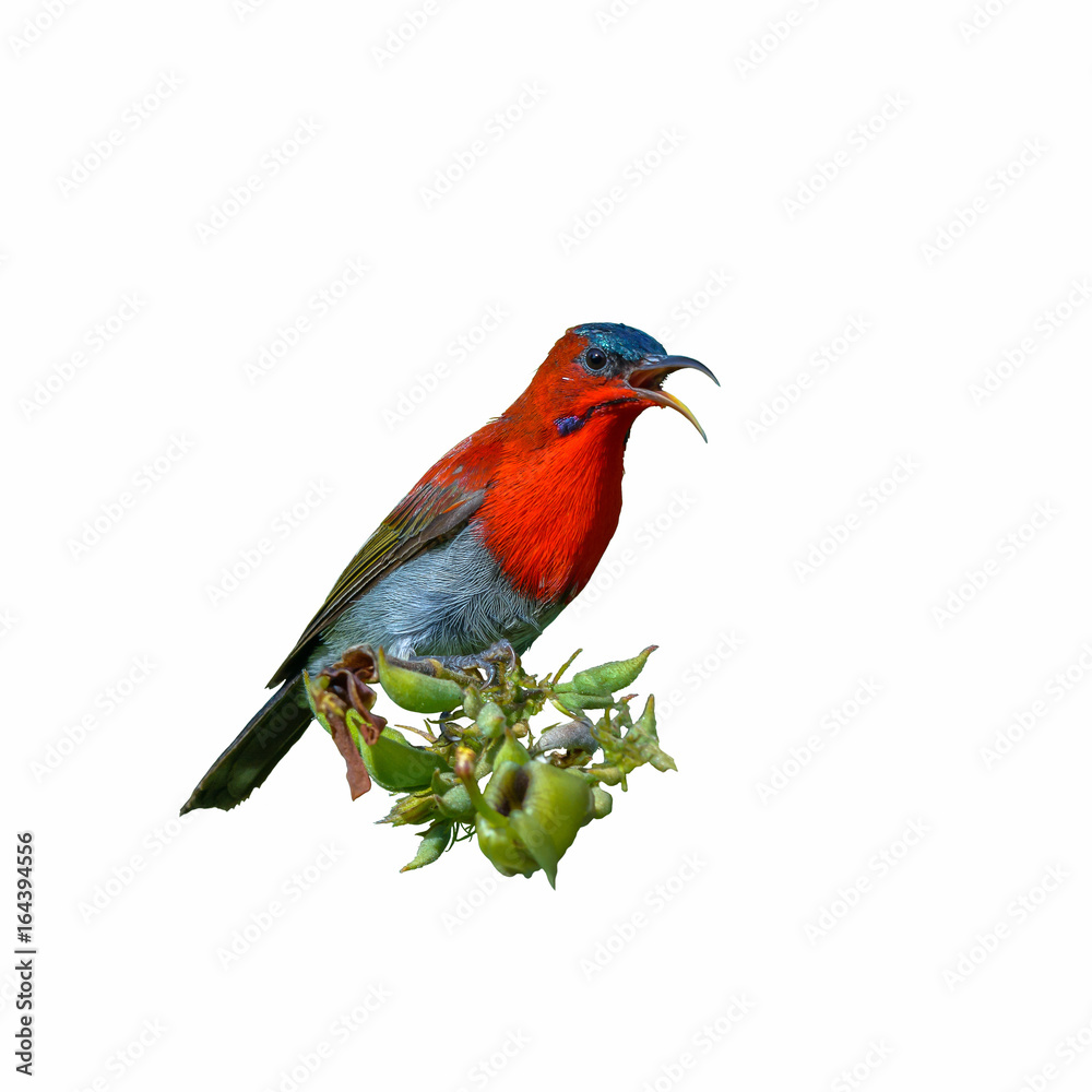 Obraz premium Crimson Sunbird or Aethopyga siparaja, beautiful red bird isolated perching on branch with white background.