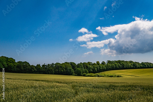 Field in the summer in Denmark