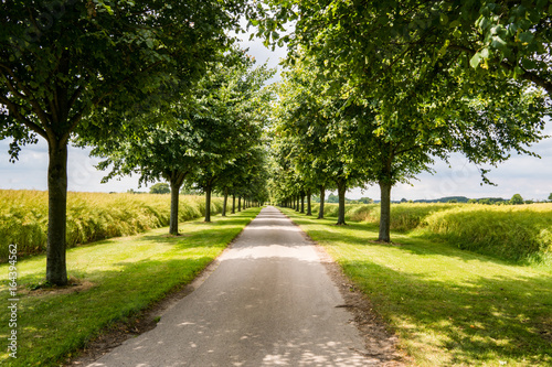 Avenue with trees photo