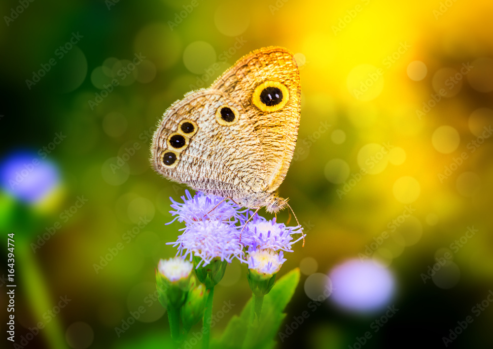 Small Butterfly on flower, , vintage color style