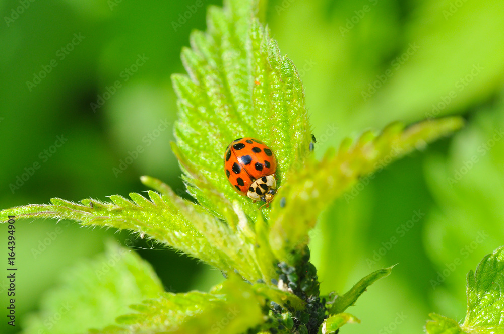 Ladybird sitting on grass in the meadow. Ladybug in nature Ladybird sitting on grass in the meadow. Ladybug in nature