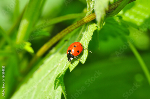 Ladybird sitting on grass in the meadow. Ladybug in nature