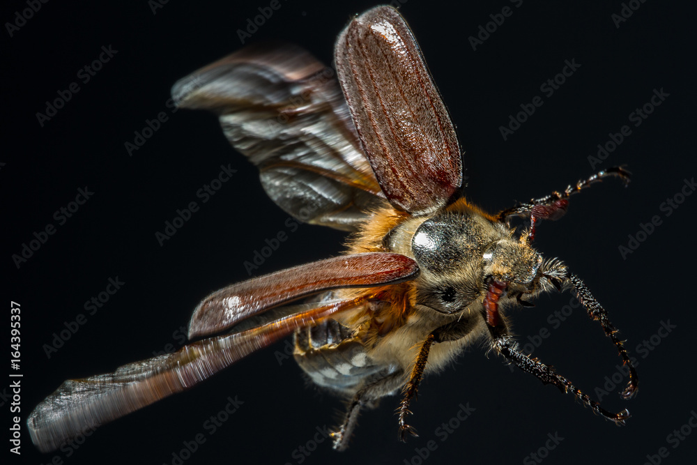 Chafer cockchafer macro photo Chafer cockchafer macro photo