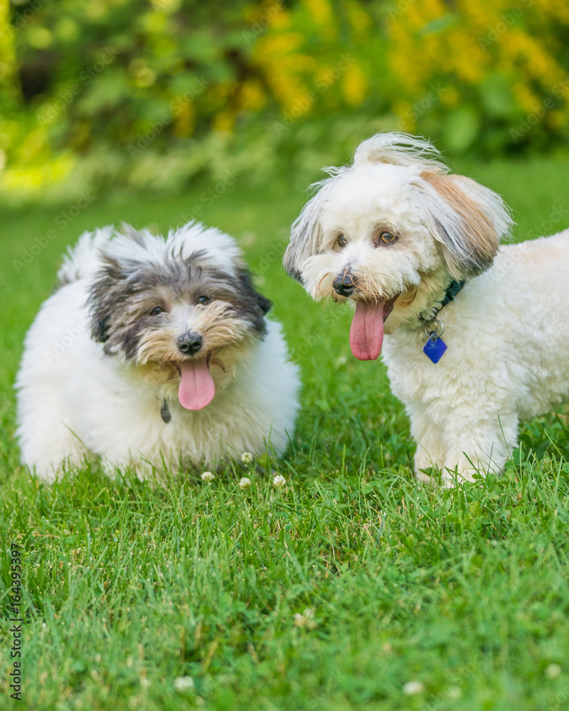 Coton de Tulear terrier dogs playing in a grassy park.