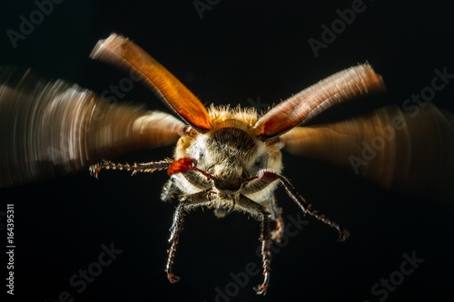 Obraz na plátne Chafer cockchafer macro photo