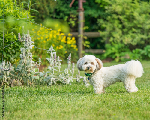 Coton de Tulear terrier dogs playing in a grassy park.