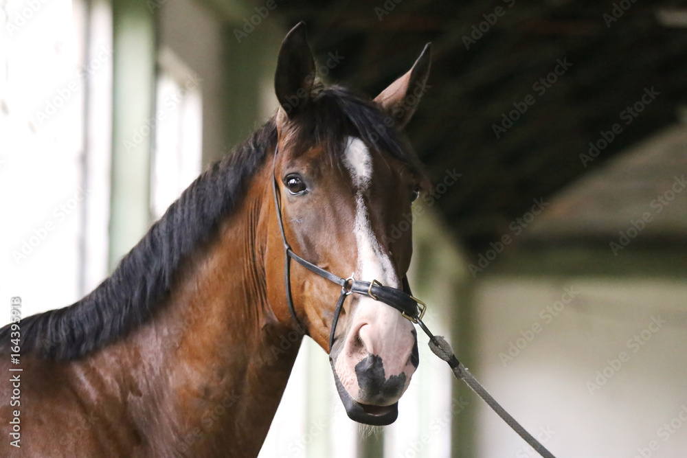 Fototapeta premium Gentle racehorse looking at the camera in the riding hall