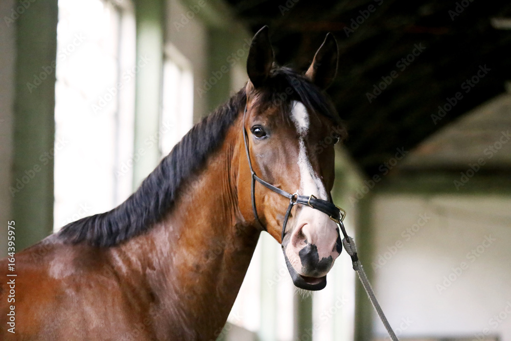Fototapeta premium Thoroughbred racehorse posing for camera in empty riding hall