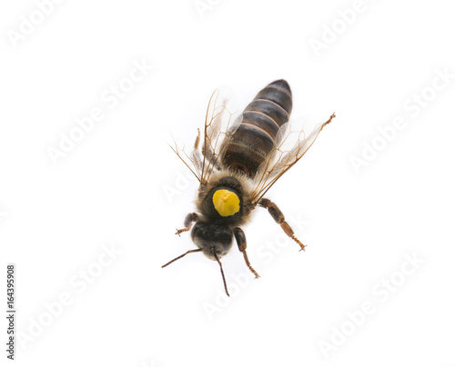 bee queen - mother - apis mellifera