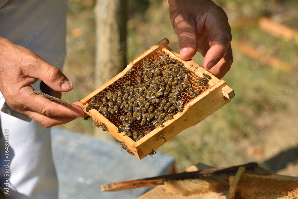 Beekeeper holding frame of honeycomb with working bees Beekeeper holding frame of honeycomb with working bees