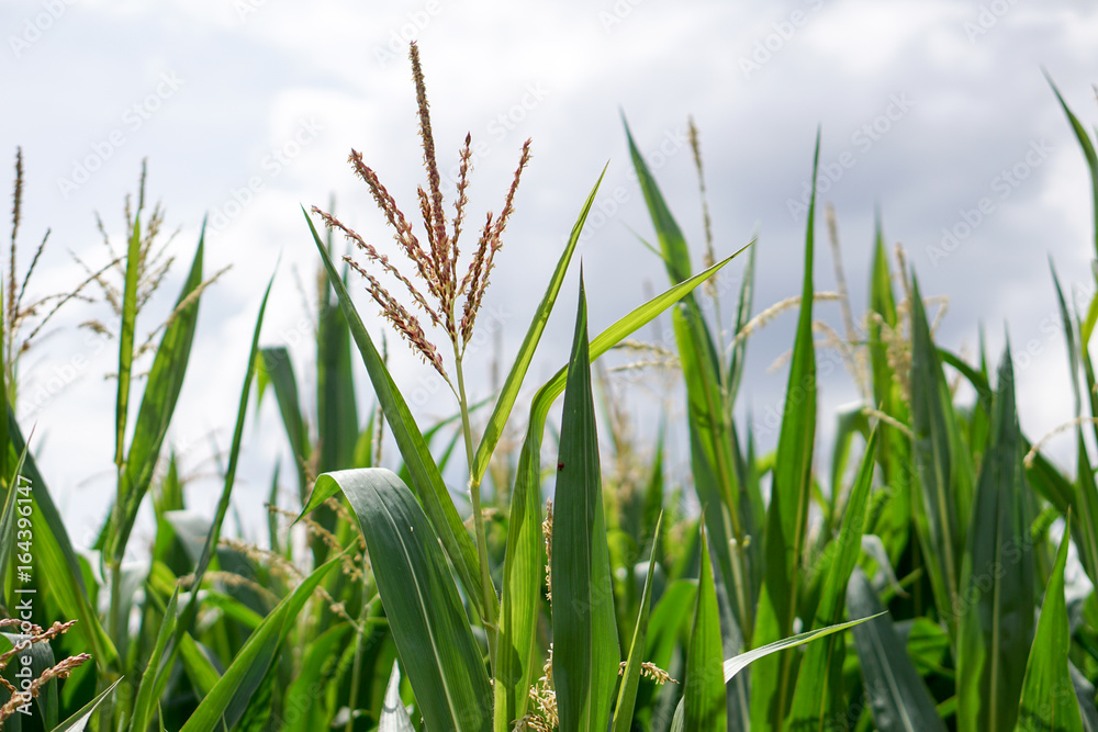 Fototapeta premium Maisfeld