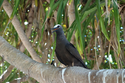 Black noddy tern in Lady Musgrave Island, Australia