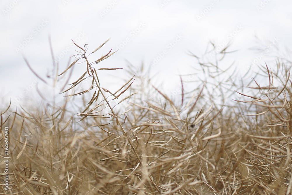 Fototapeta premium Rapsfeld