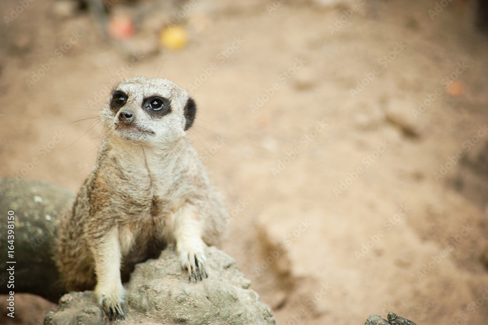 Fototapeta premium Meerkat - Suricata suricatta on stone guards his territory.