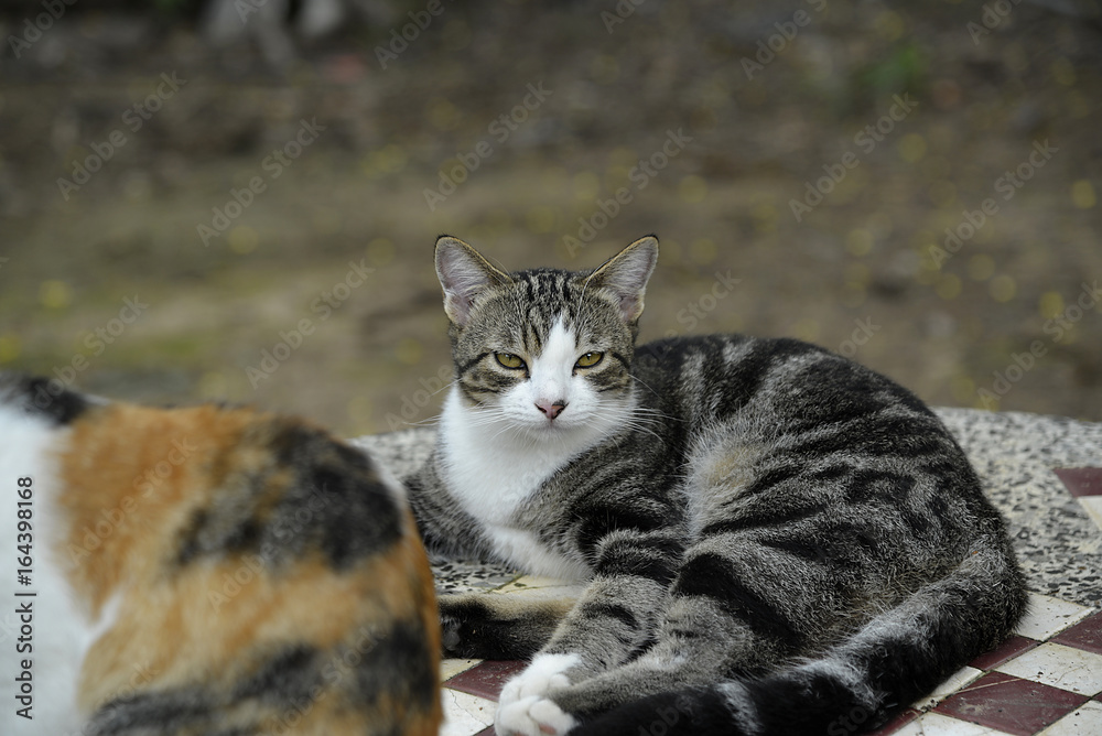 Katze auf der Lauer Katze auf der Lauer