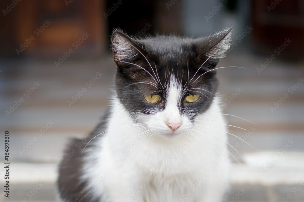 Portrait of a very sad cat sitting on the street