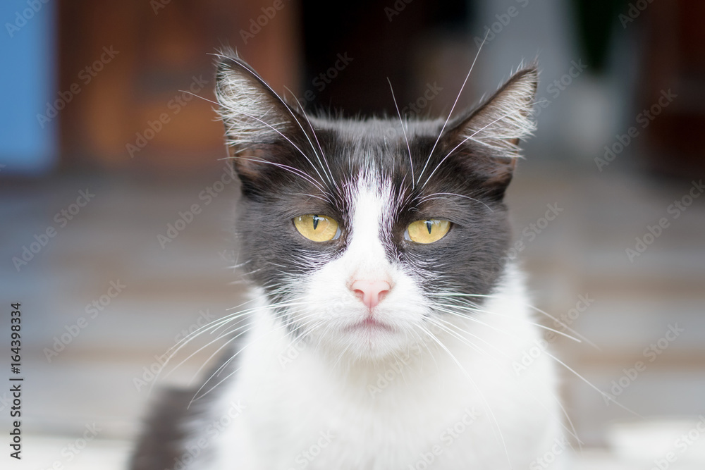 Portrait of a very sad cat sitting on the street Portrait of a very sad cat sitting on the street