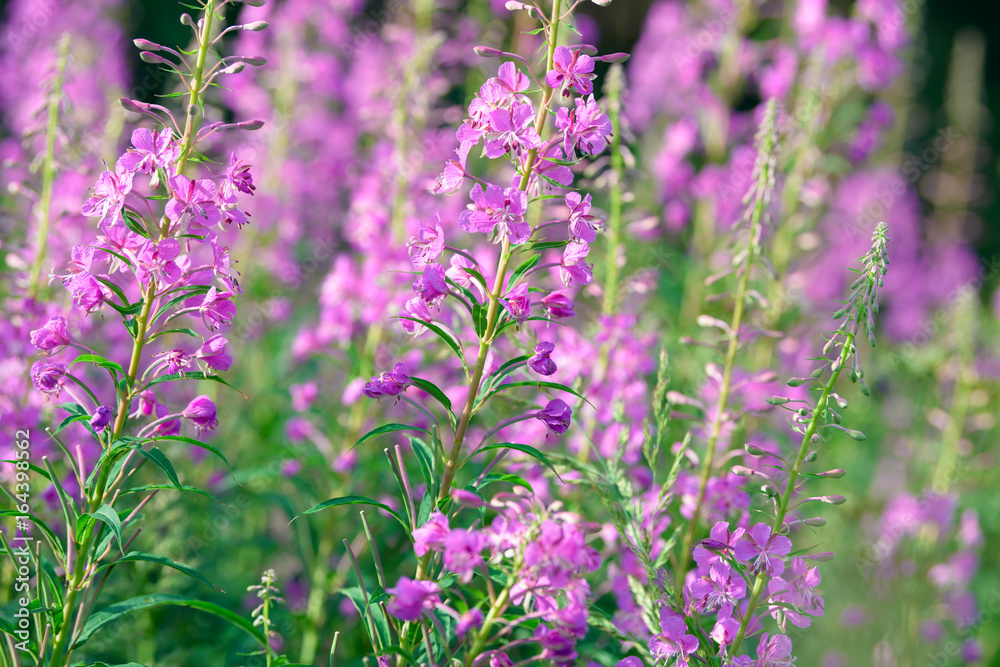 Obraz premium Pink flowers of fireweed (Epilobium or Chamerion angustifolium) in bloom ivan tea