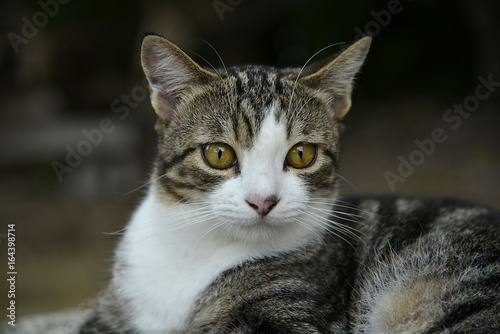 Katzen im Garten in Asien