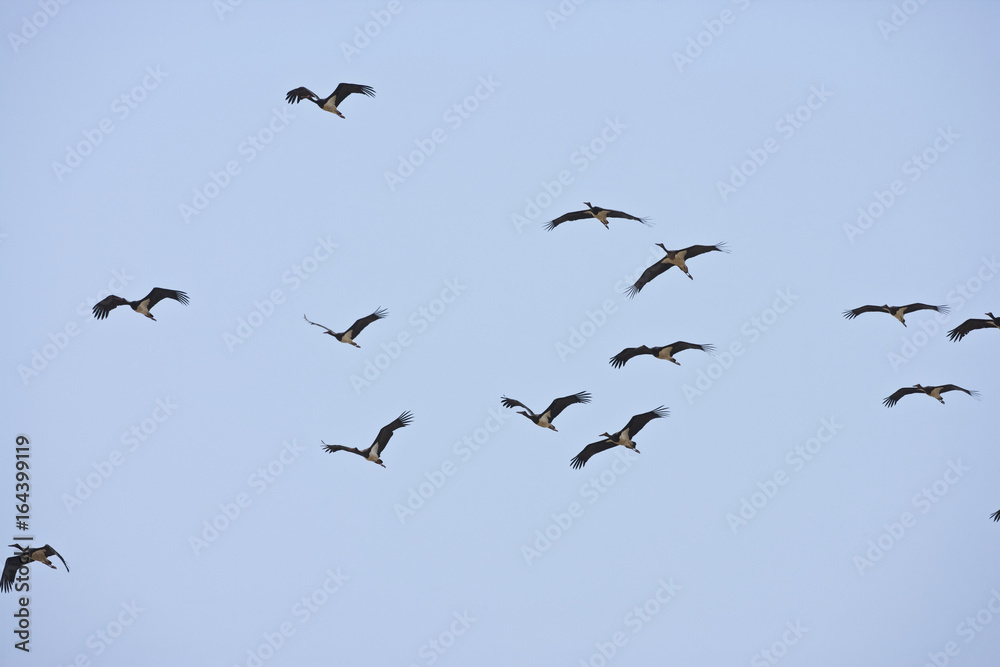 A flock of black storks (Ciconia nigra) migrates over the Straits of Gibraltar A flock of black storks (Ciconia nigra) migrates over the Straits of Gibraltar