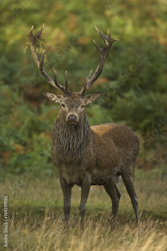 European Red Deer  Cervus elaphus . Autumn  England