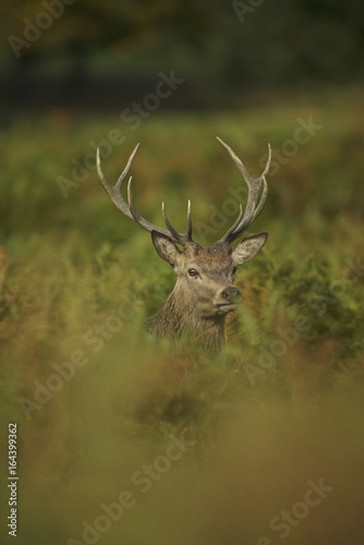 European Red Deer (Cervus elaphus). Autumn, England © Enrique