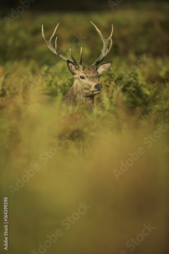 European Red Deer  Cervus elaphus . Autumn  England