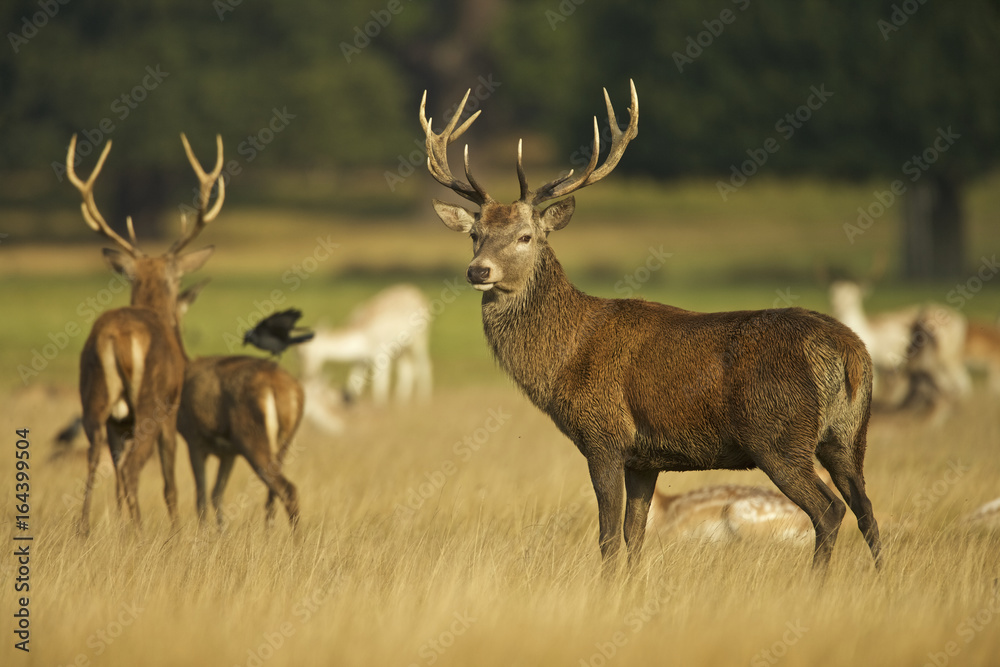 European Red Deer (Cervus elaphus). Autumn, England European Red Deer (Cervus elaphus). Autumn, England
